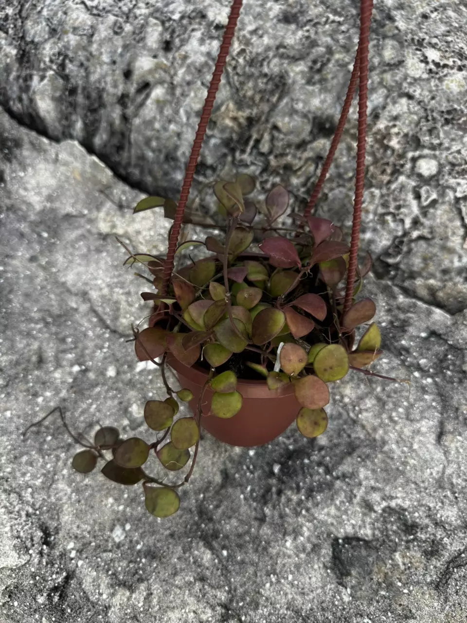 Hoya Carmelae 4” basket thumbnail