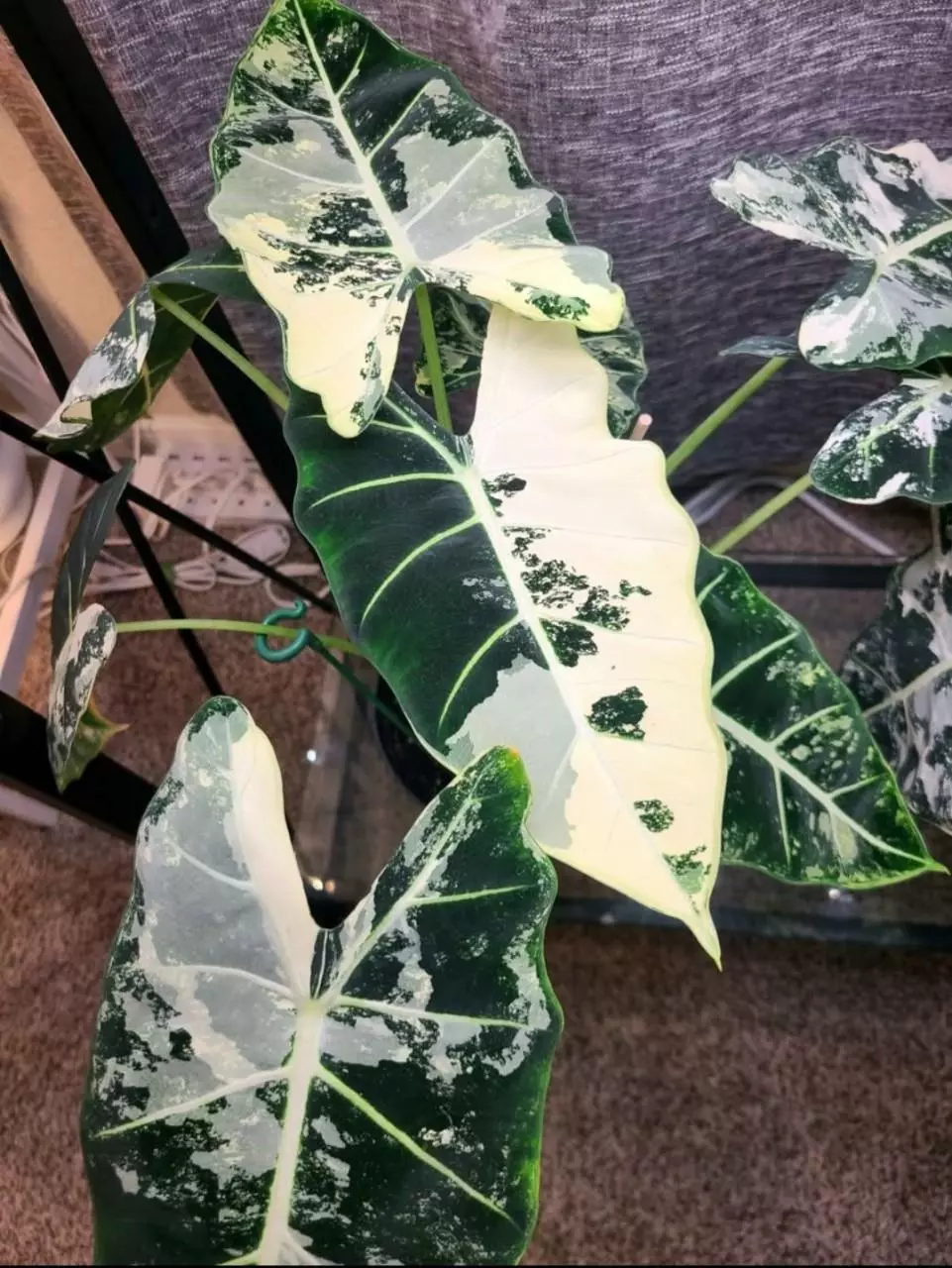 HIGH VARIEGATED FRYDEX ‼️CORMS‼️ thumbnail