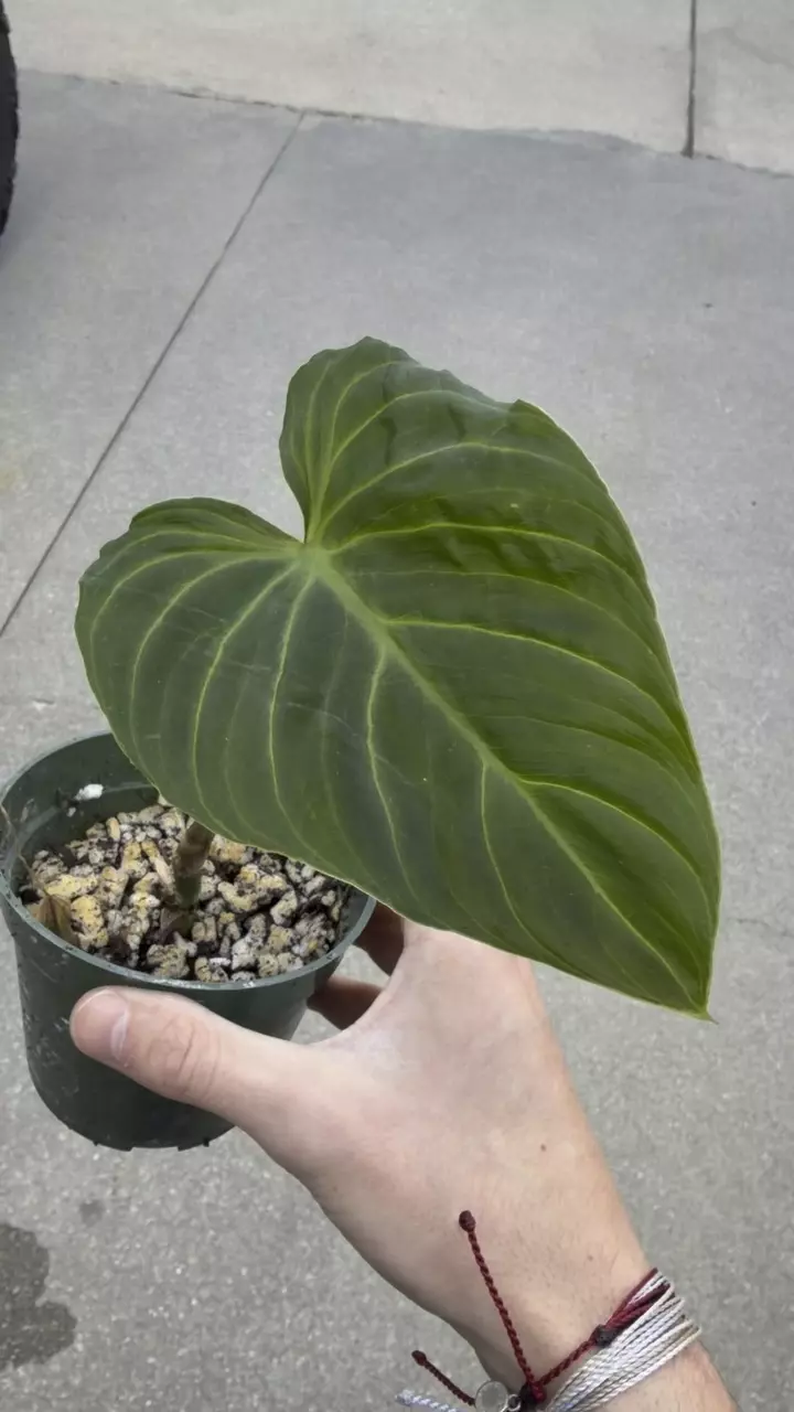 PHULODENDRON SPLENDID 3 thumbnail