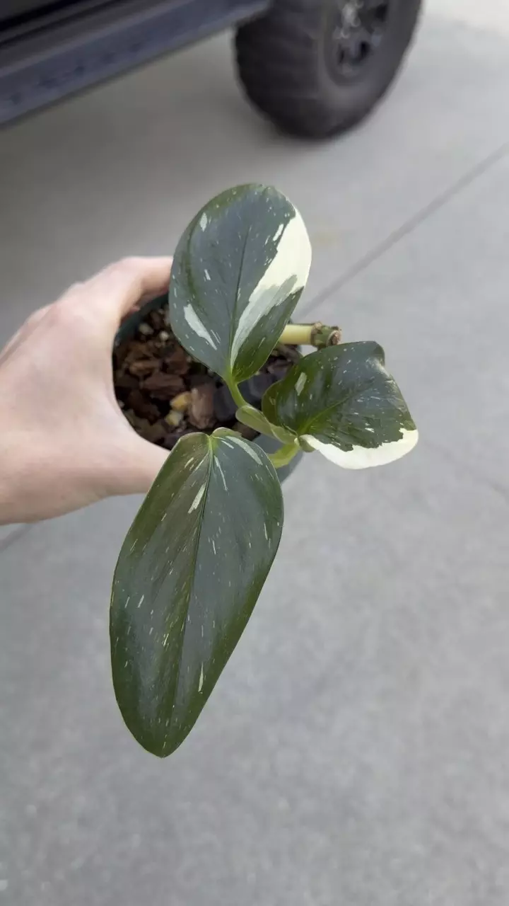 MONSTERA STANDLEYANA ALBO thumbnail