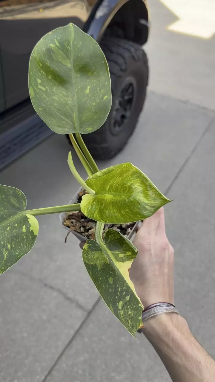 PHILODENDRON CONGO NUCLEAR thumbnail