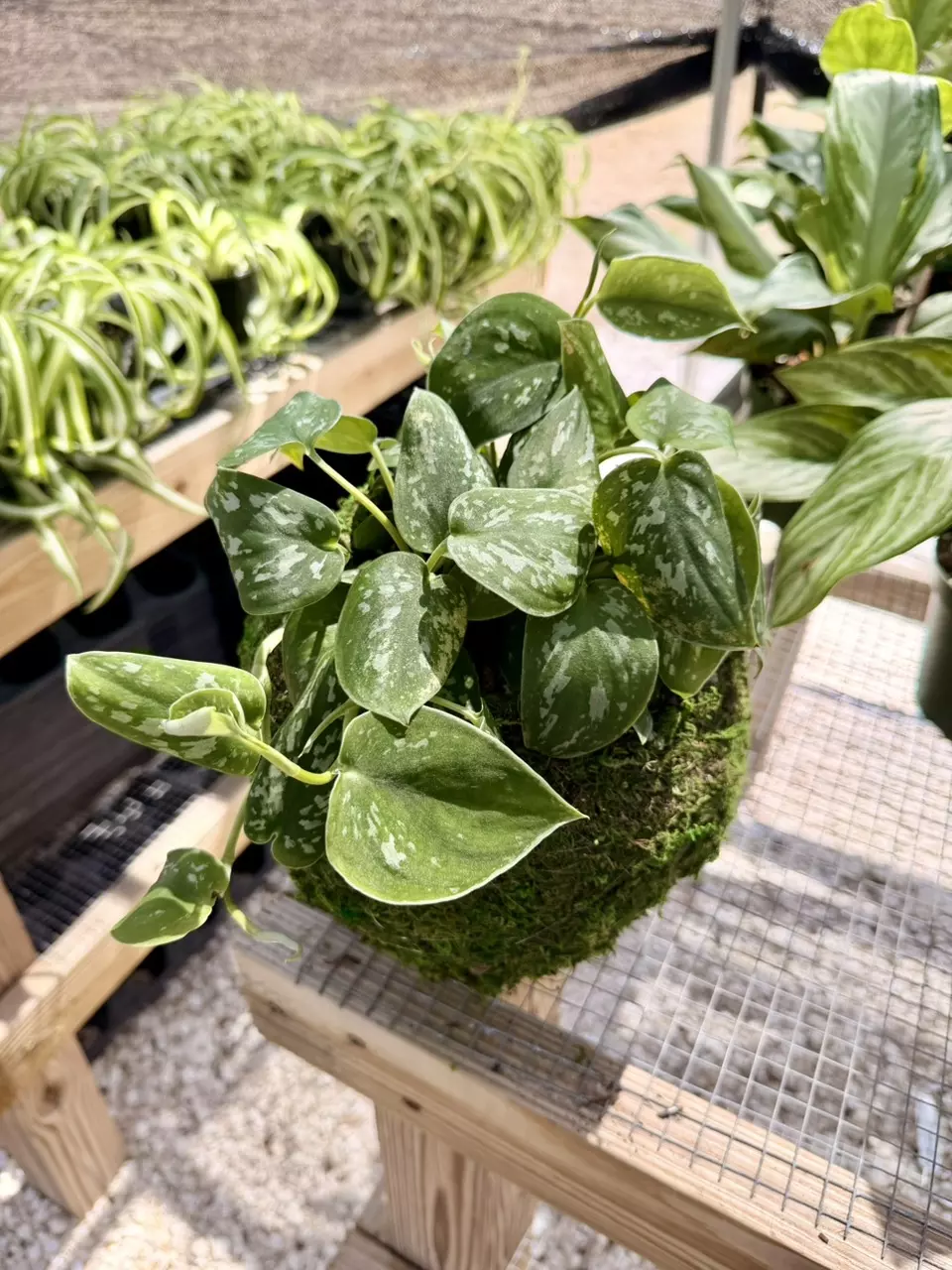 Large Scindapsus Pictus Kokedama thumbnail