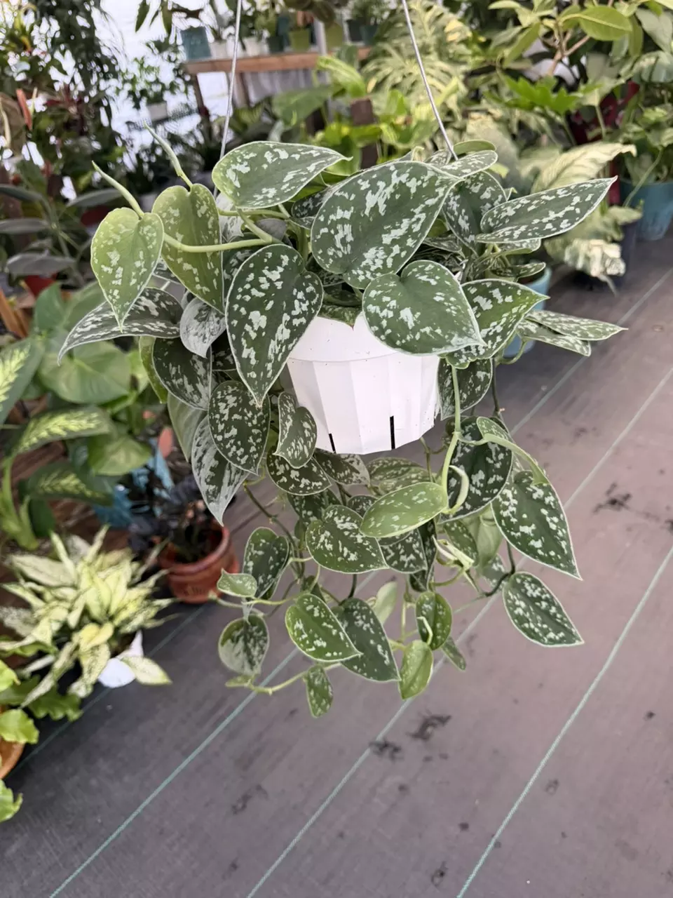 Satin pothos on a 6 inch hanging basket thumbnail