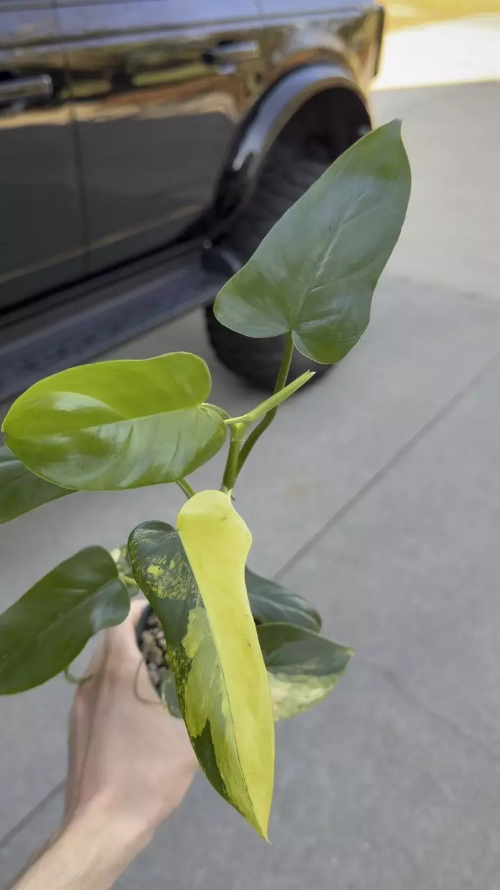 PHILODENDRON BIPENNIFOLIUM VARIEGATED thumbnail