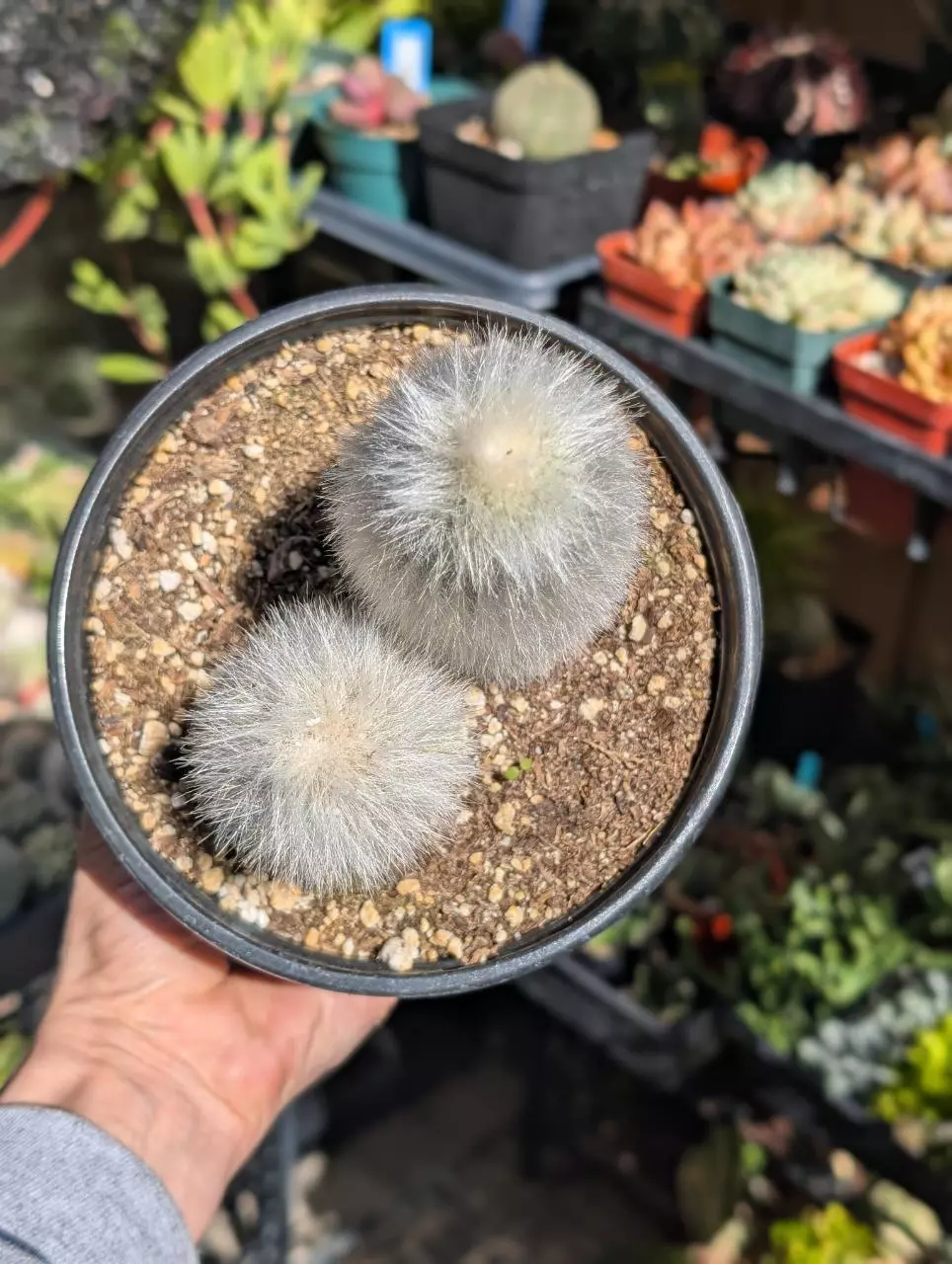Silver torch, 6" pot shown thumbnail