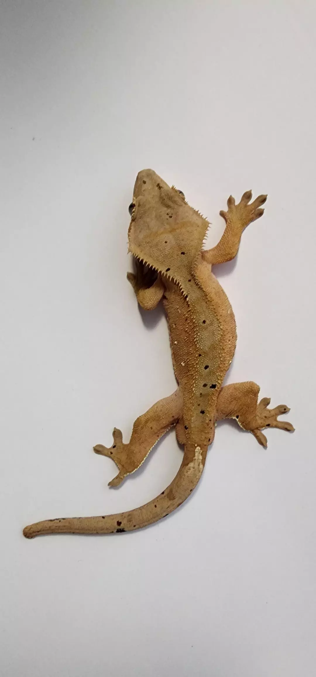 Red Base Dal with black, red, olive, white spots and bullseyes thumbnail