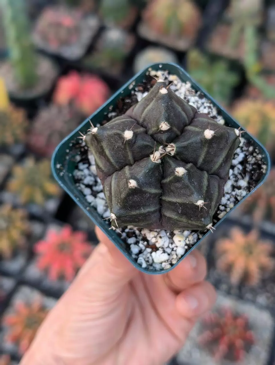 5 rib daydream Hybrid seed grow. thumbnail