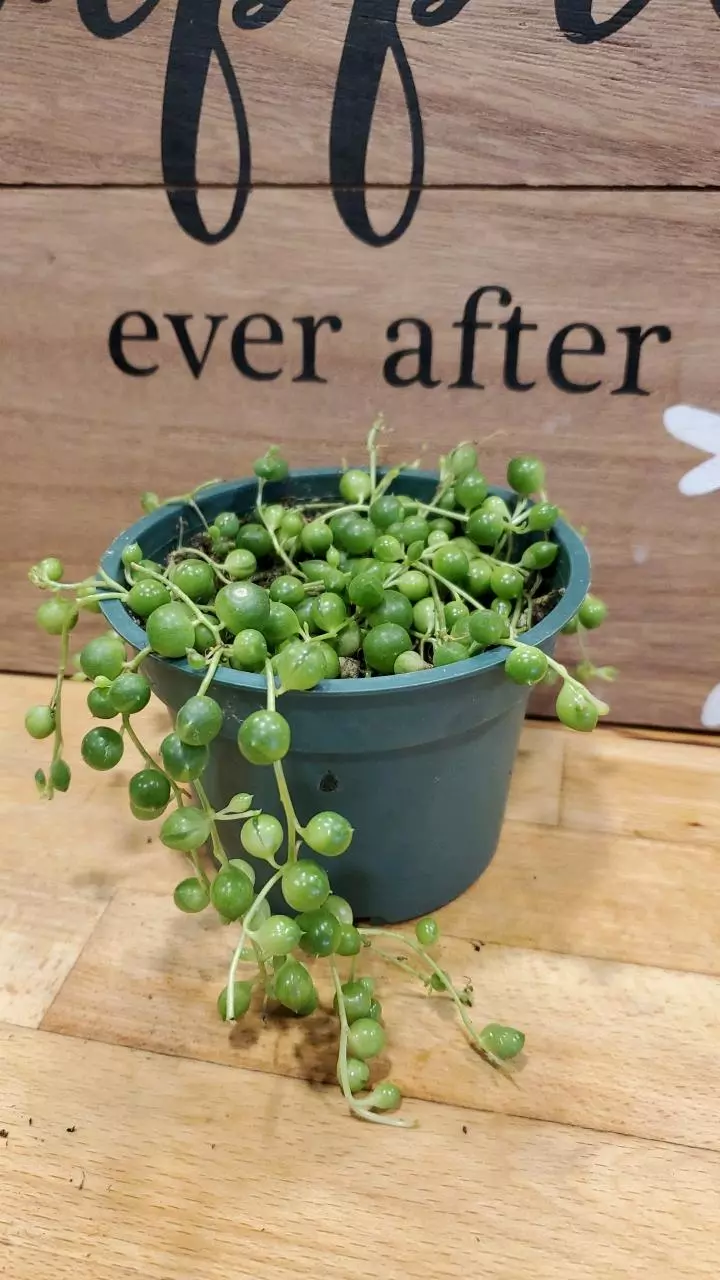 String of Pearls (Curio rowleyanus) thumbnail