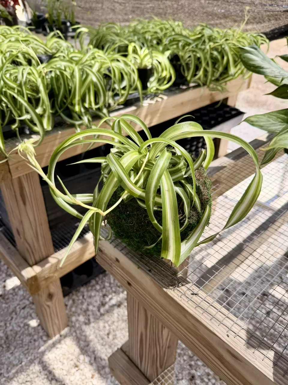 Small Curly Spider Plant Kokedama thumbnail