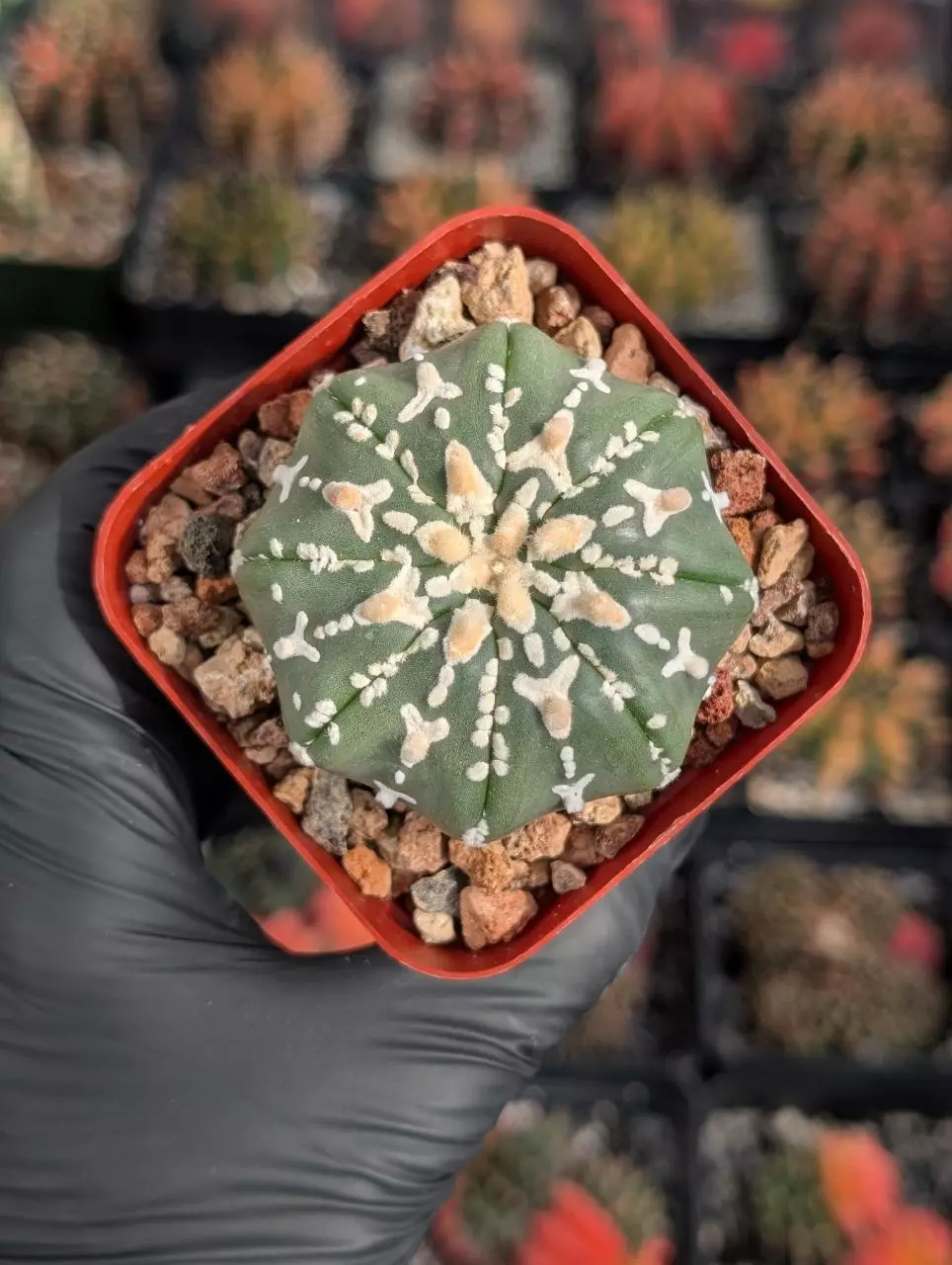 Astrophytum Asterias cv Superkabuto V type star shape thumbnail