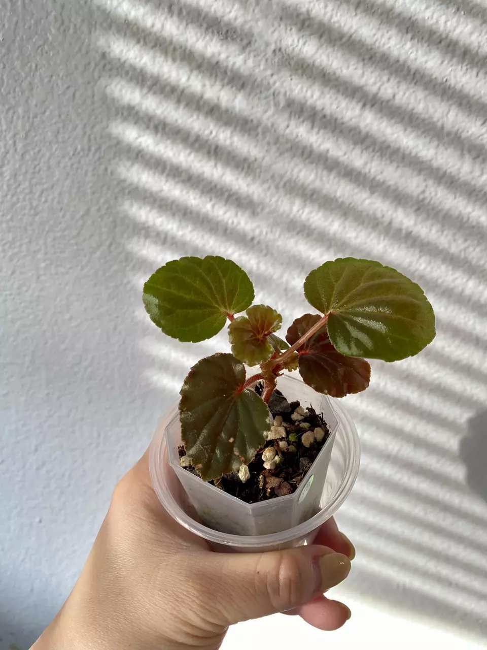 #78 - Begonia Pink Cuculatta REVERT thumbnail
