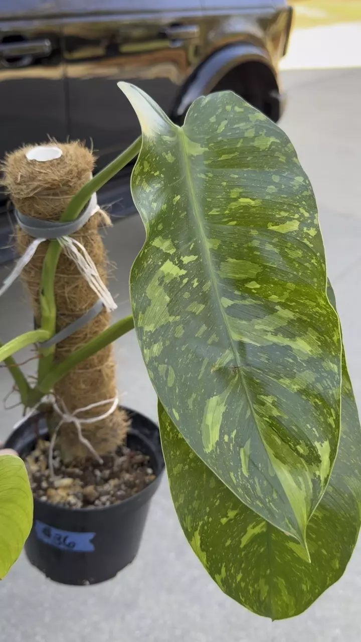 PHILODENDRON JOSE BUONO thumbnail