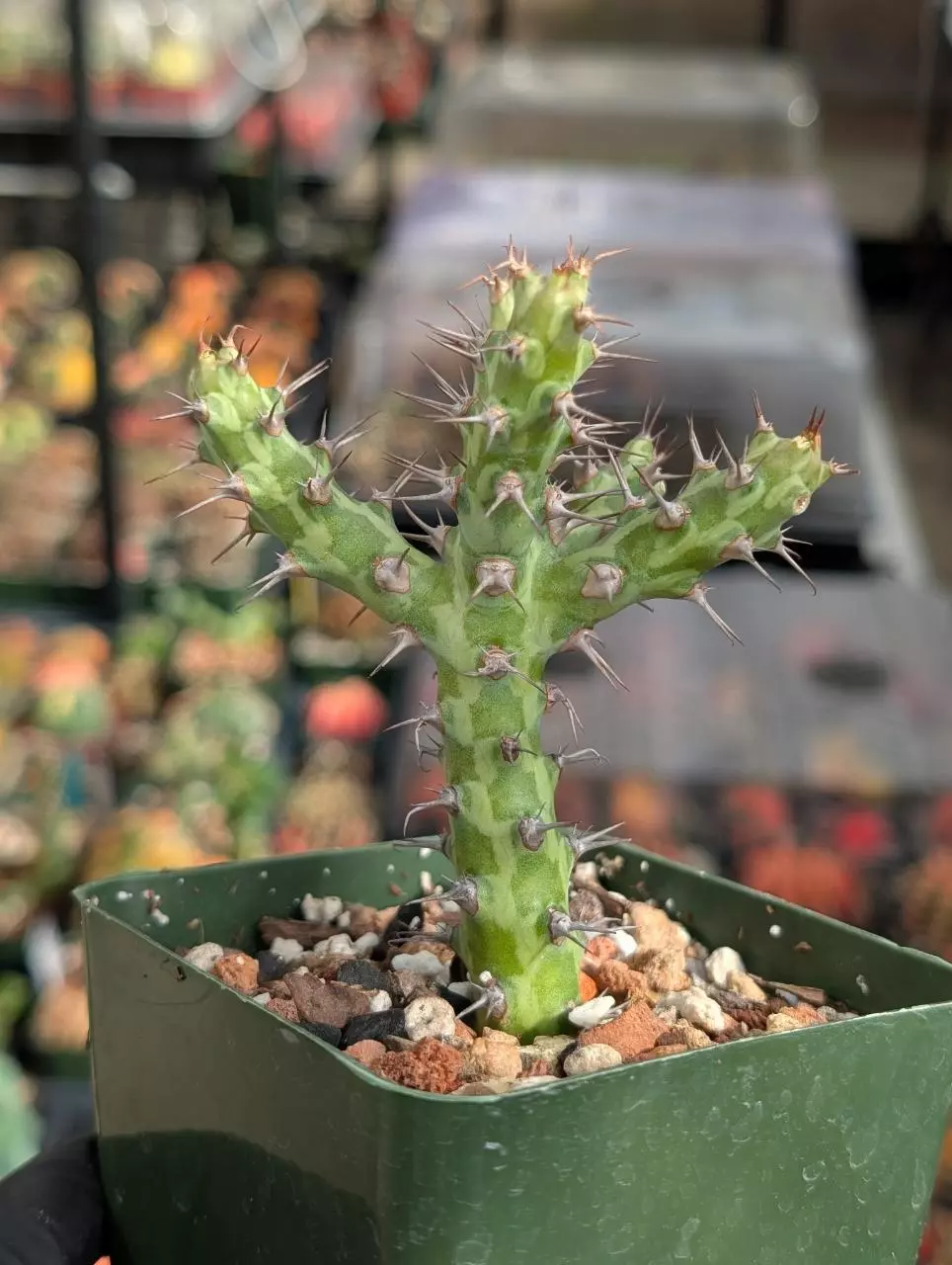 Euphoria Mitrifirmis Graft on Euphorbia lactea thumbnail