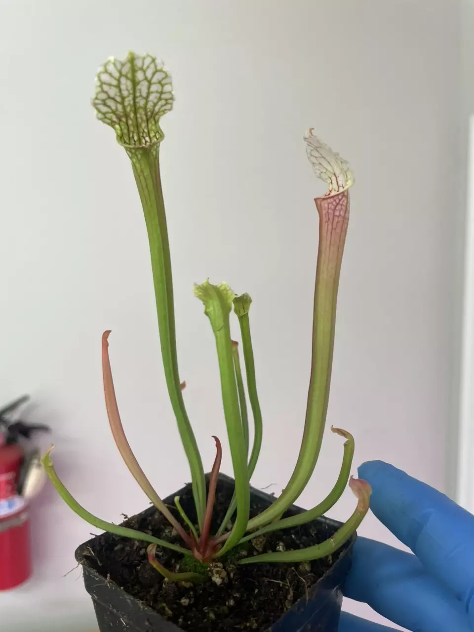 Sarracenia Starter Kit - The best way to get started! thumbnail