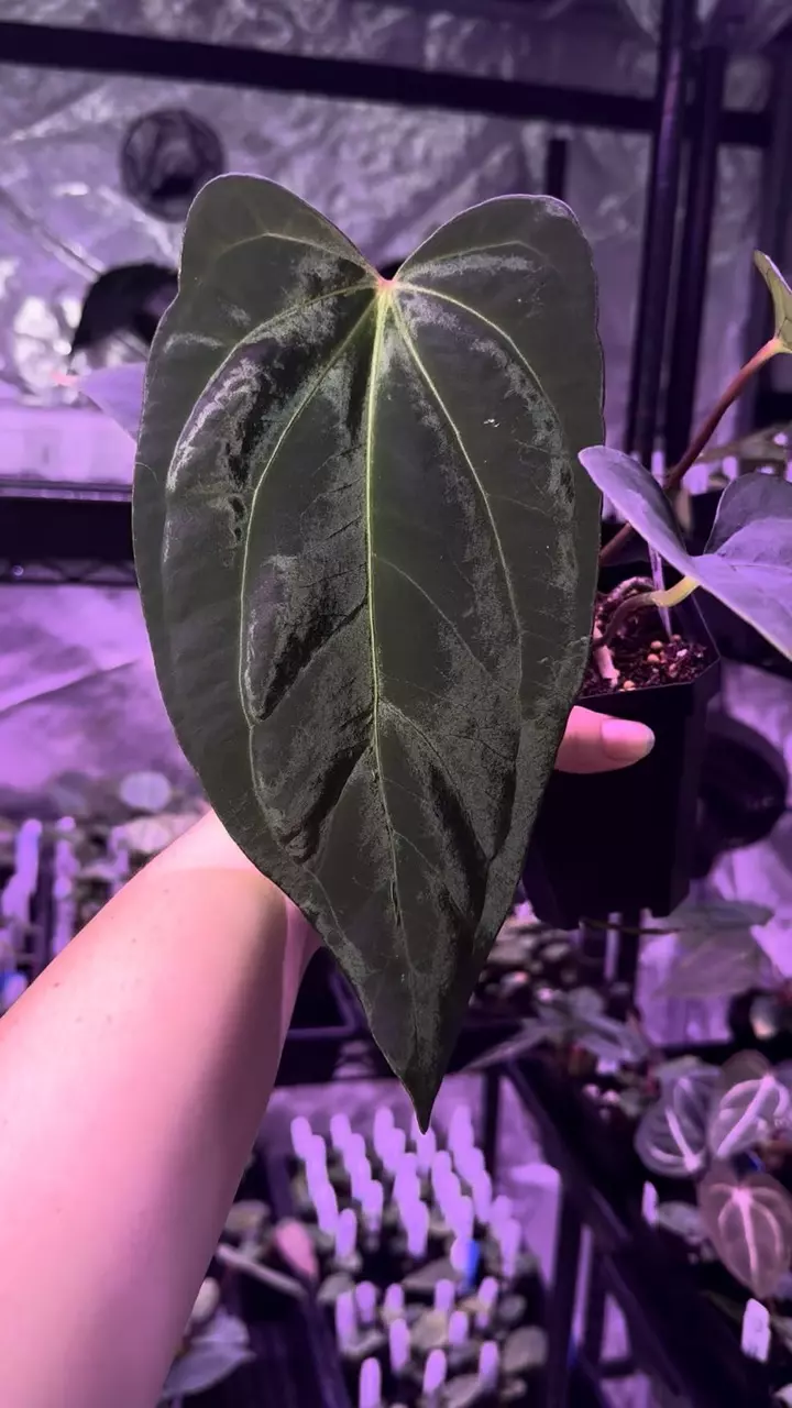 (#173) Anthurium (carla x port “Dorito”) x sp. nov DF by Granthuriums *in cataph thumbnail