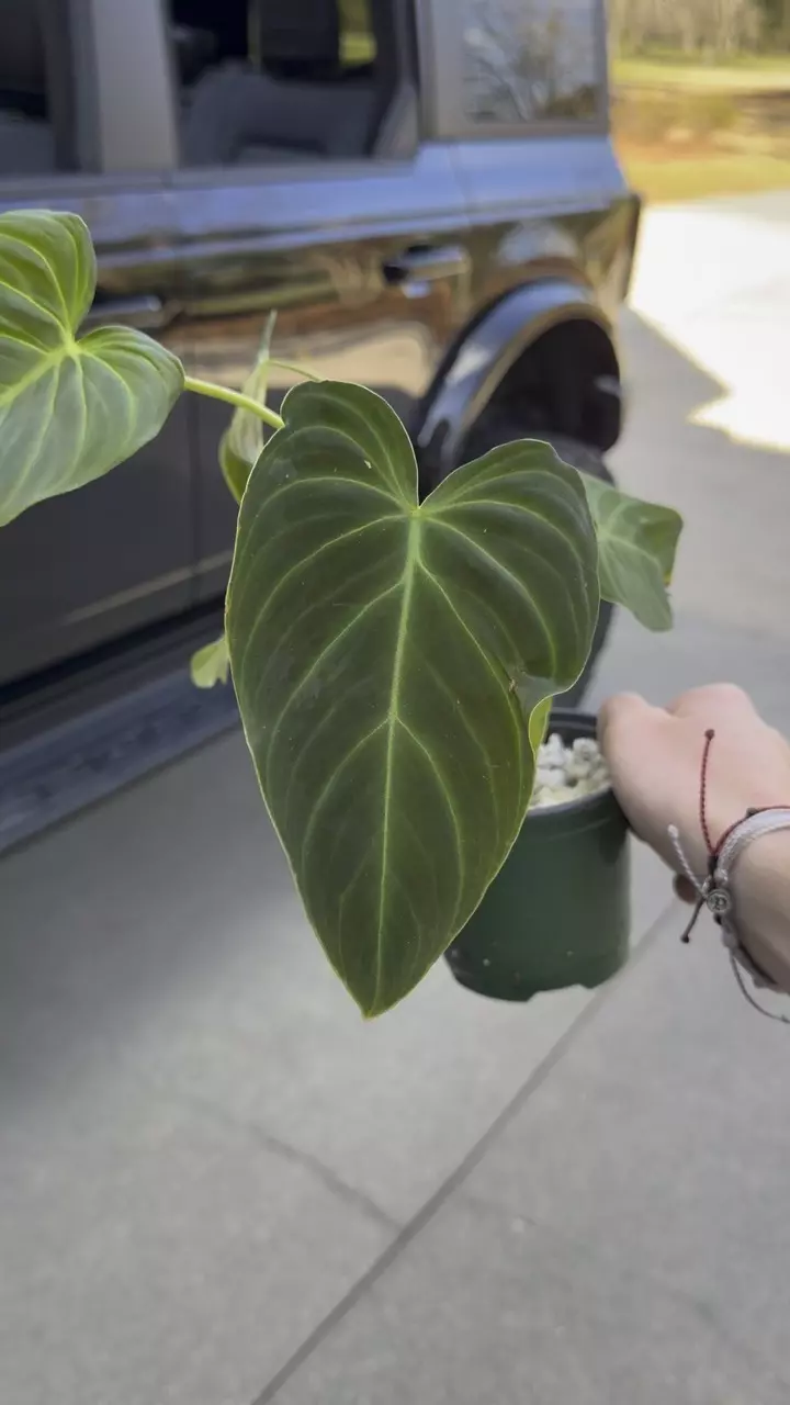 PHILODENDRON SPLENDID thumbnail