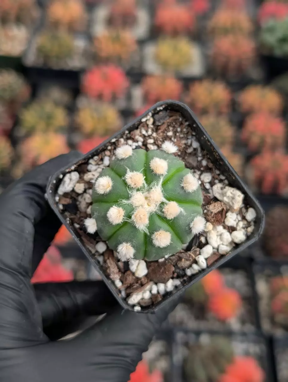 Ooibo Astrophytum Asterias thumbnail