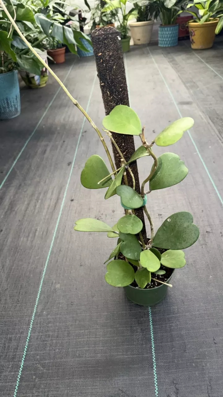 Hoya Kerry growing upright on a 6 inch pot thumbnail