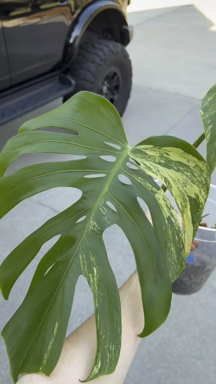 MONSTERA AUREA thumbnail