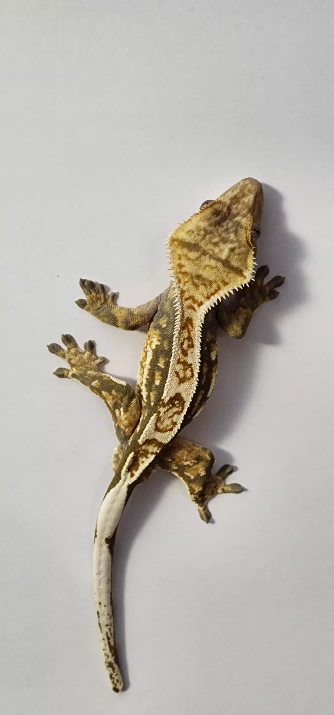 Tri-color partial Quad thumbnail