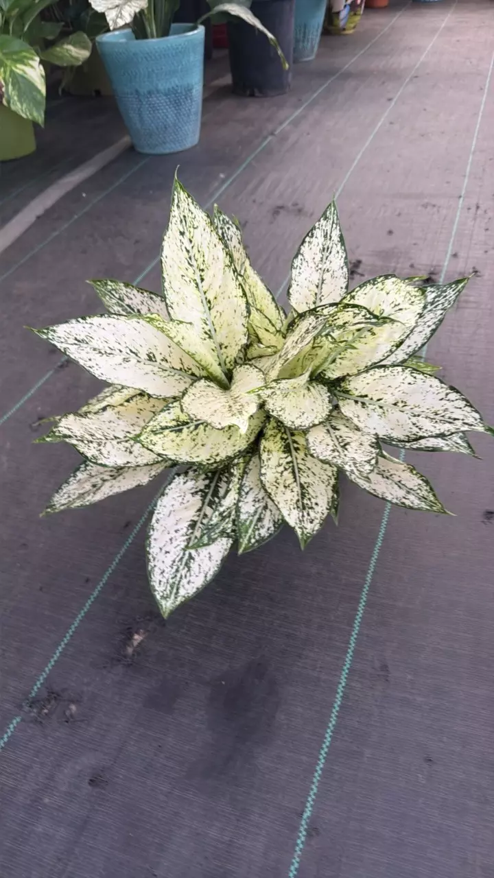 Aglaonema 'First Diamond thumbnail