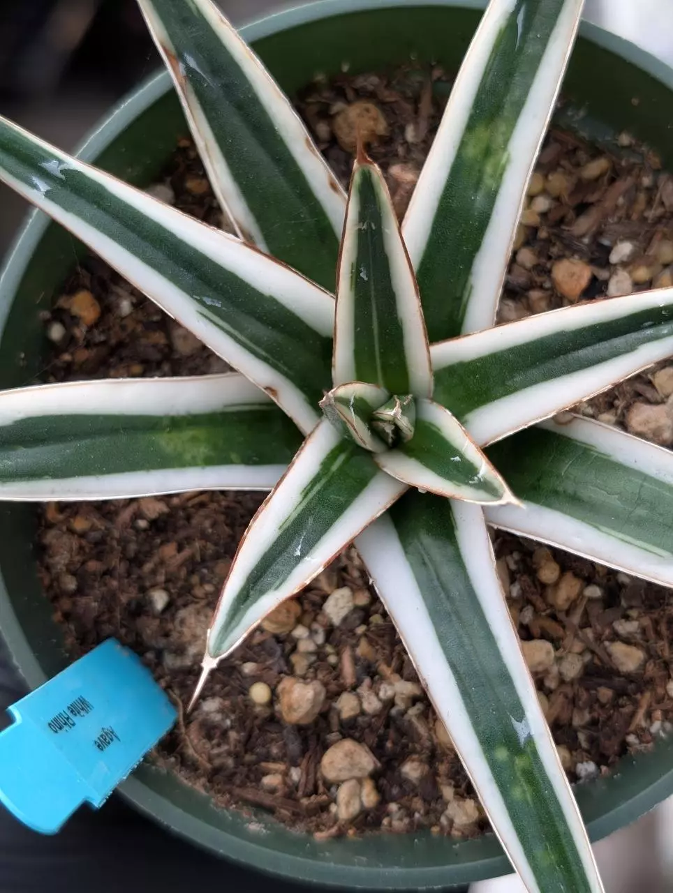 White rhino agave Victoriane thumbnail