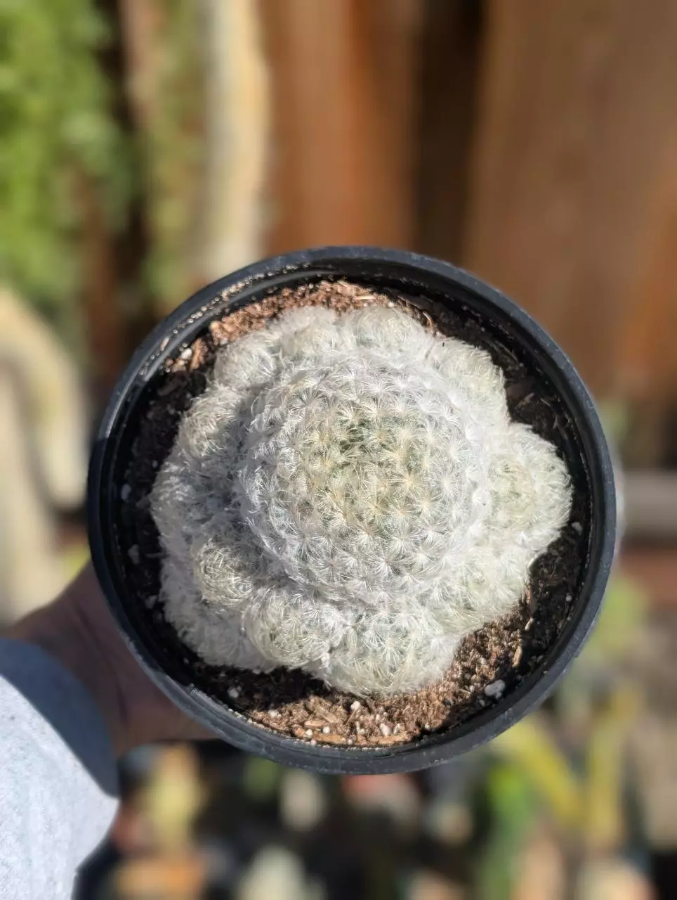 Mammillaria Plumosa, 6" pot shown thumbnail