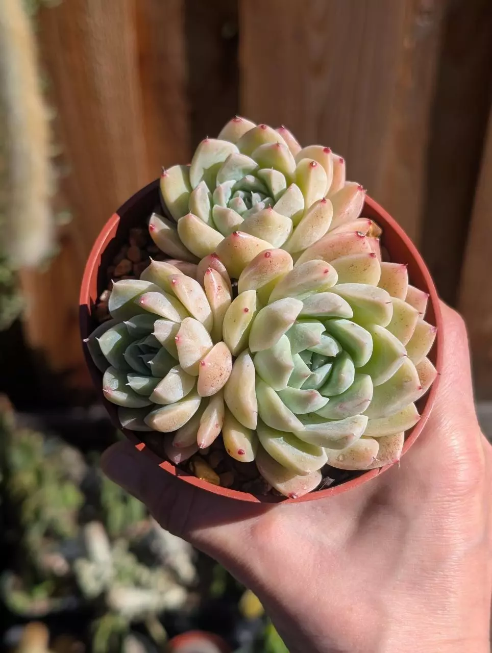 Echeveria Fragola "Strawberry"🍓 thumbnail