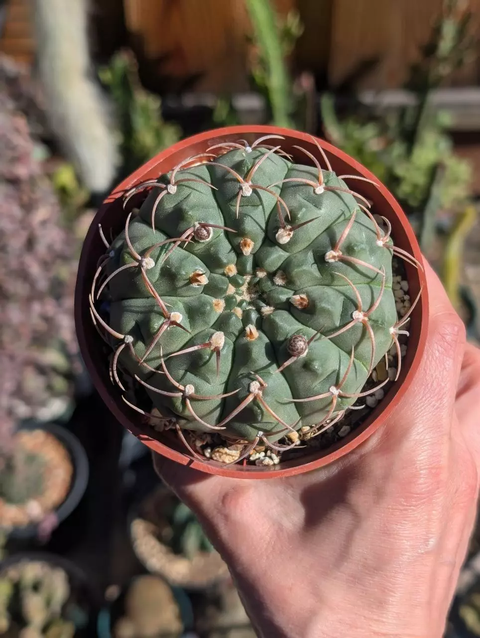 Gymnocalycium Ochoterenae sbsp Vatterie thumbnail