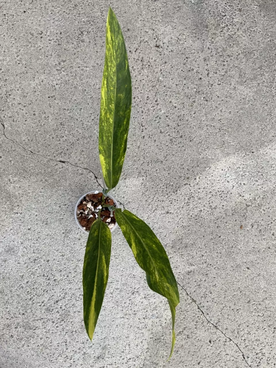 Anthurium Silver Arrow Variegated thumbnail