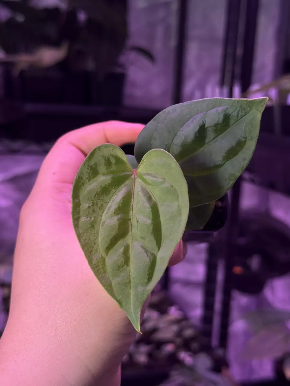 (#1423) “Red Vein Dark Pheonix” x debilis by @Max_Aroids thumbnail