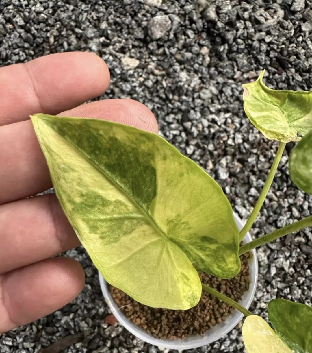 Alocasia Macrorrhizos “Shock Treatment” Variegated | Acclimated TC thumbnail