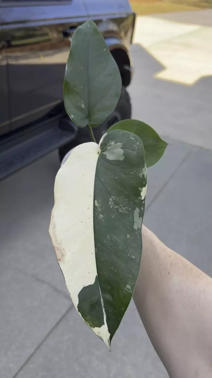 SYNGONIUM CHIAPENSE VARIEGATED thumbnail