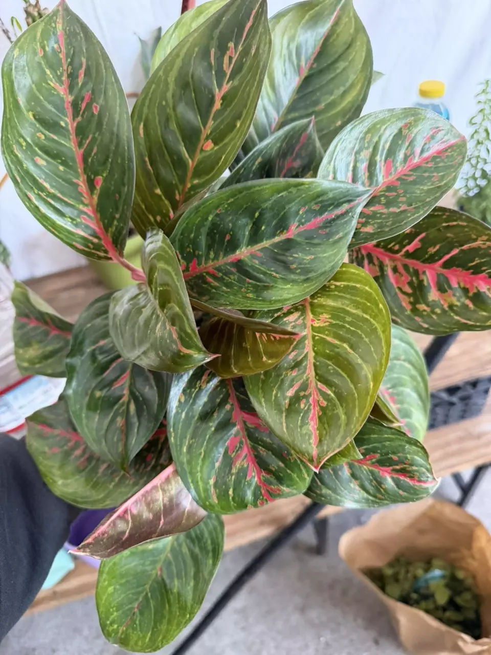 Aglaonema 'Black Dragon thumbnail
