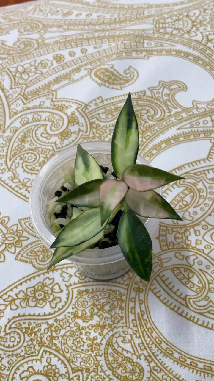 Hoya Lacunosa tricolor (Add on) thumbnail