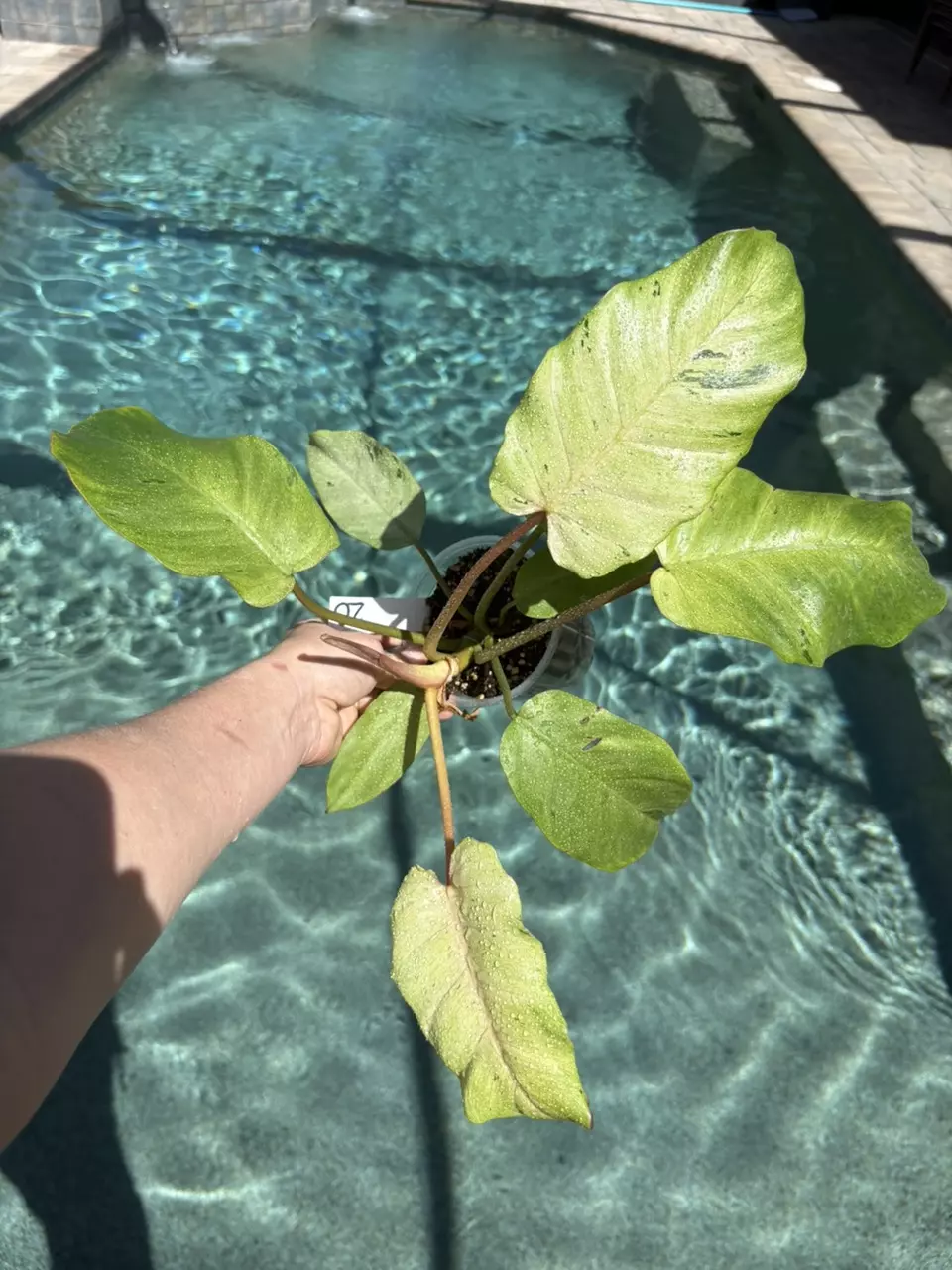 Snow Drift Philodendron 90 thumbnail