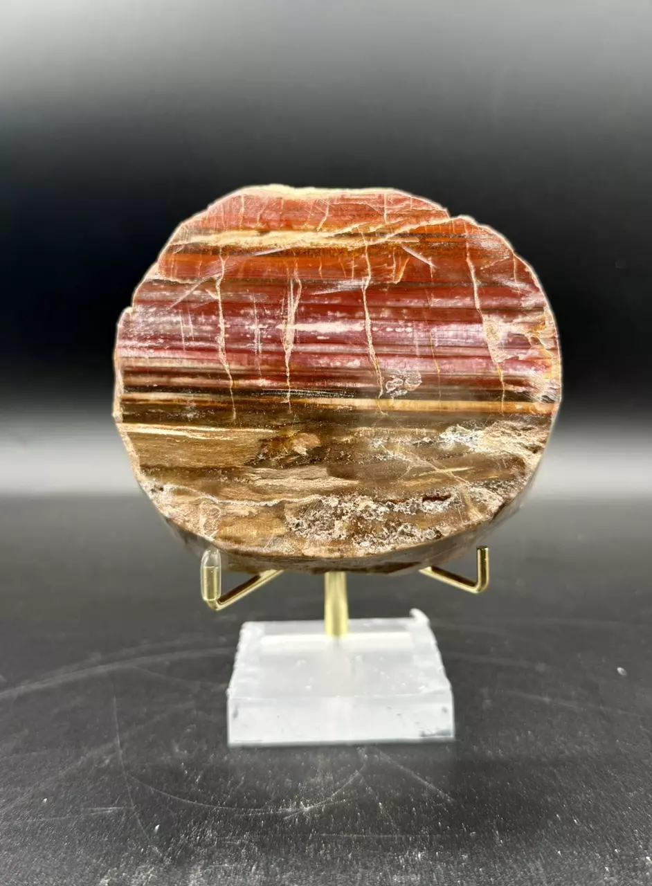 Madagascar Petrified Wood Slab thumbnail