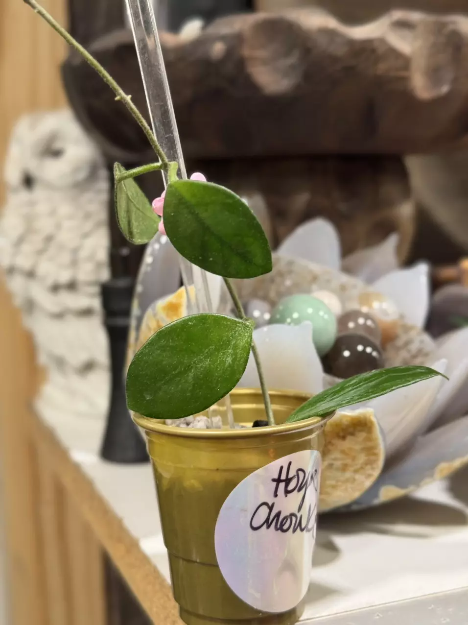 Hoya Chouke (just starting to show beginnings of roots) in Fluval perlite mix thumbnail