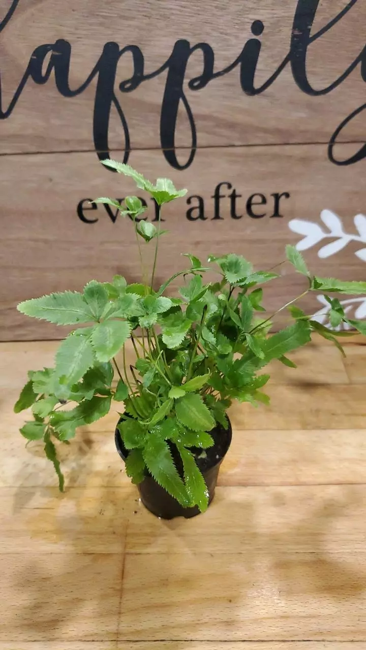 Ribbon Fern thumbnail