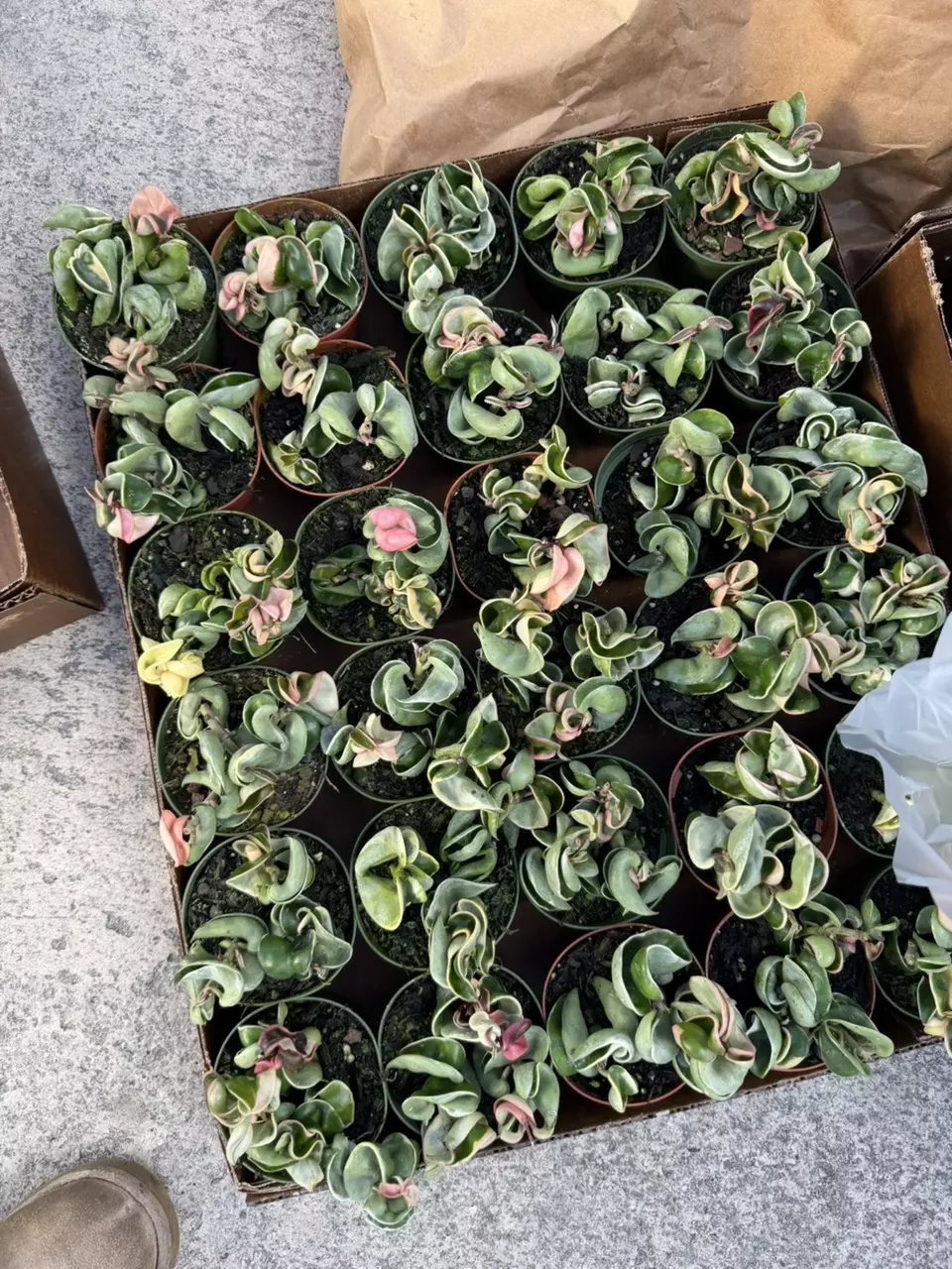 FREE ROPE WITH PURCHASE ($49+ tonight) thumbnail