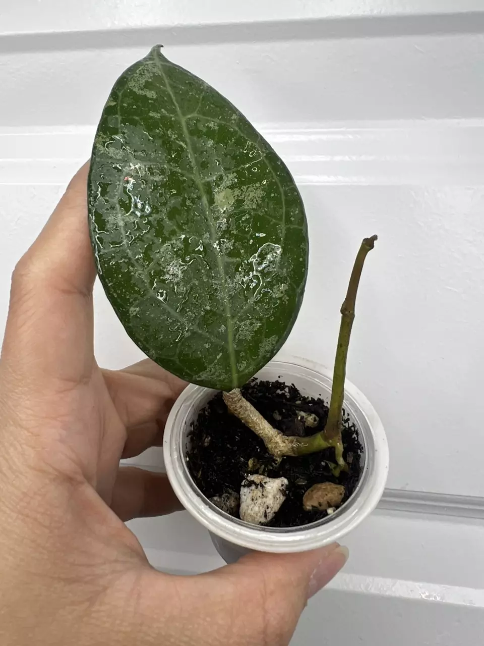 Verticillata wayang splash thumbnail