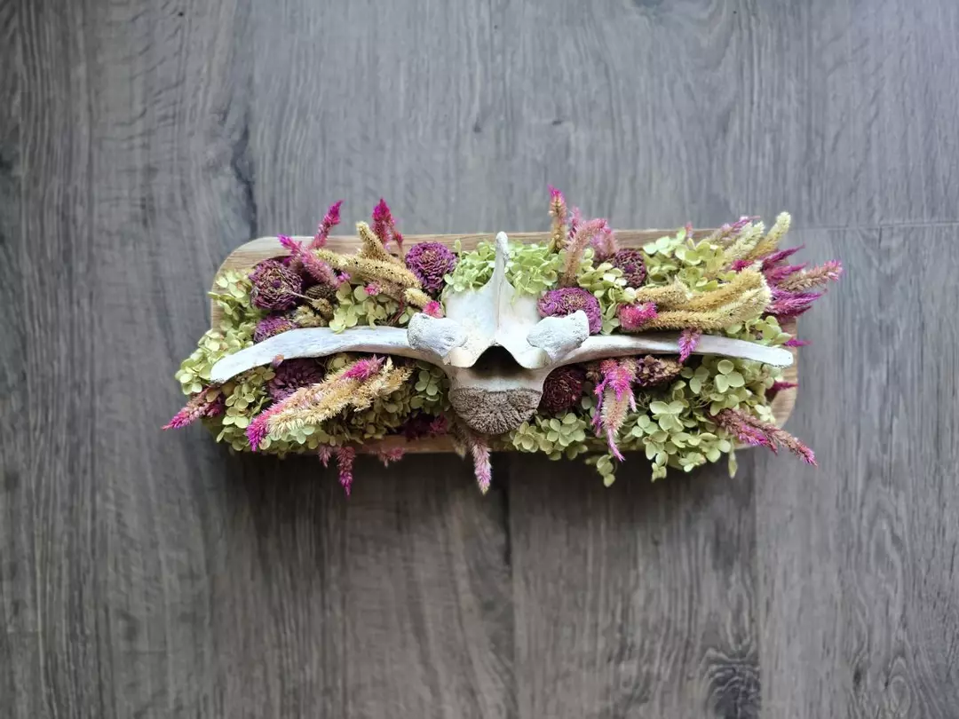 Cow Vertebrae - Coffee Table Centerpiece or Wall Hanging thumbnail