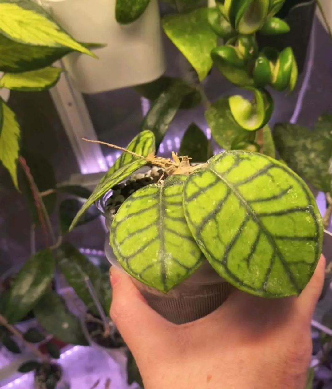 3 leaf well rooted Hoya Chibii thumbnail