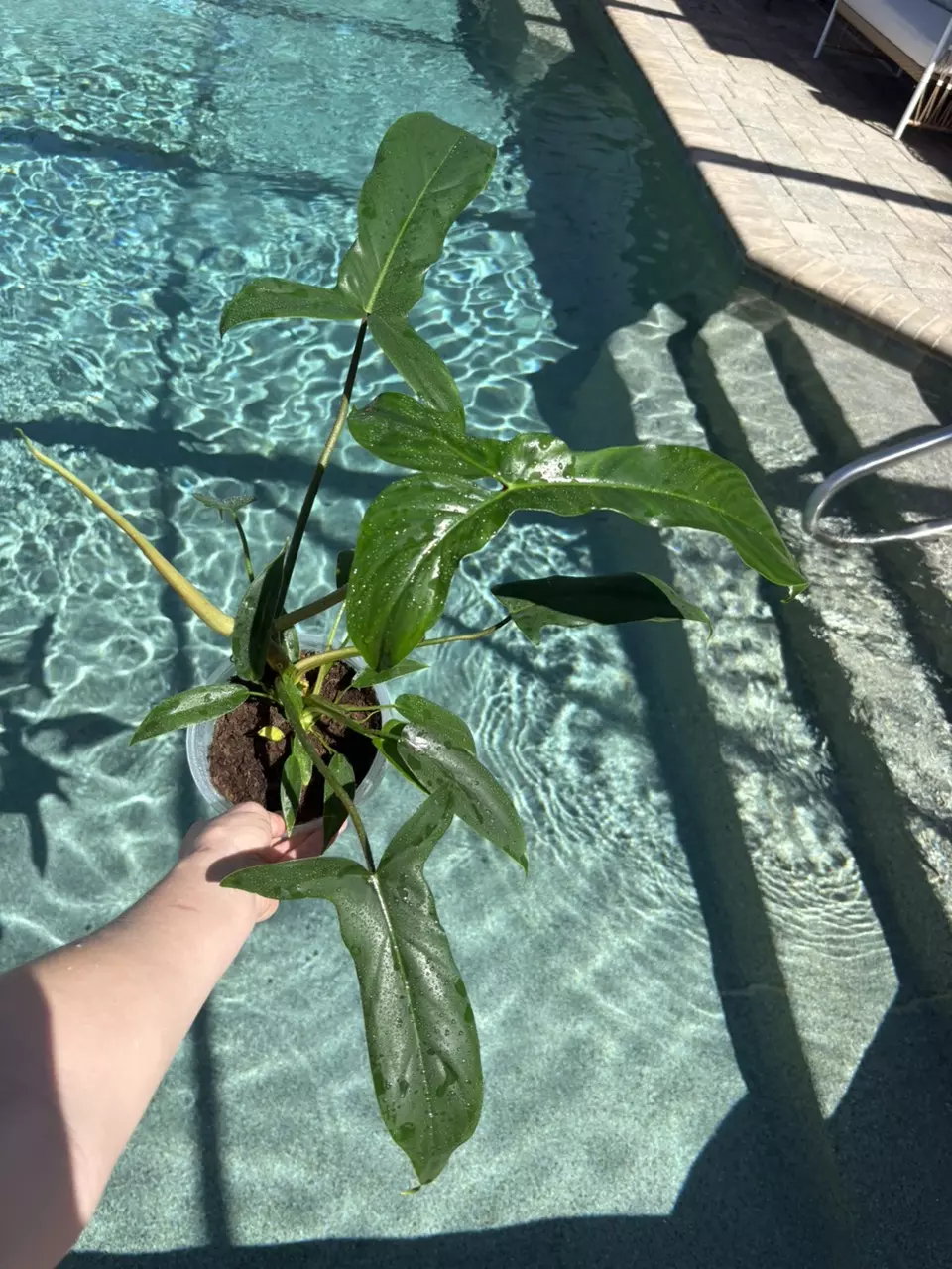 Water Bette 06968 Philodendron thumbnail