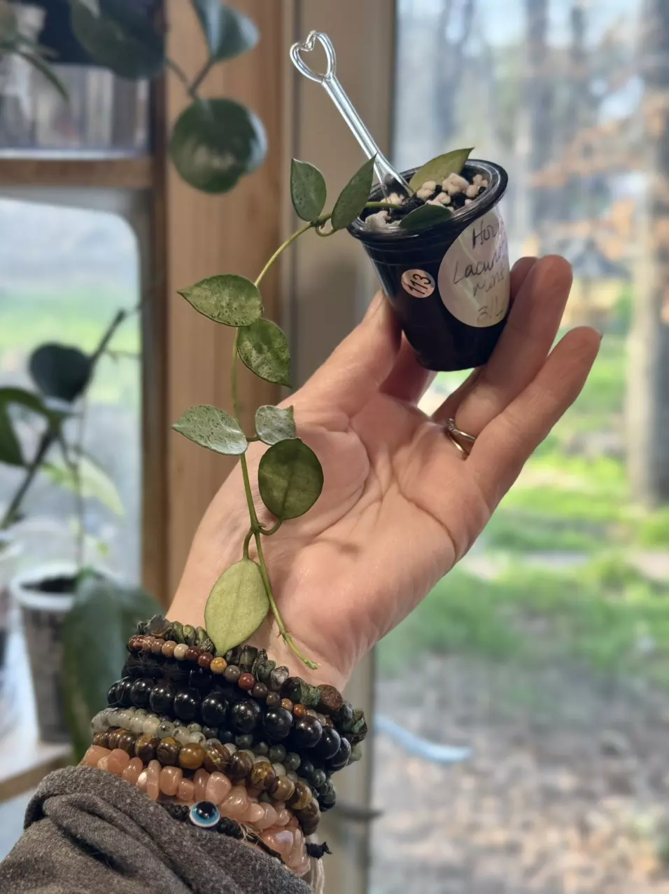 113 Hoya Lacunosa Mint in Fluval perlite (starting to lightly root) thumbnail