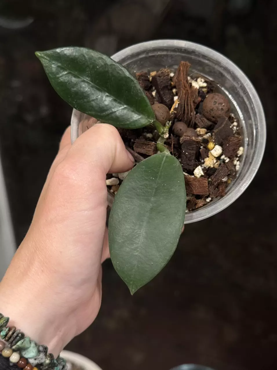 123 Hoya Doi Tung rooted in chunky mix w/ new growth point thumbnail