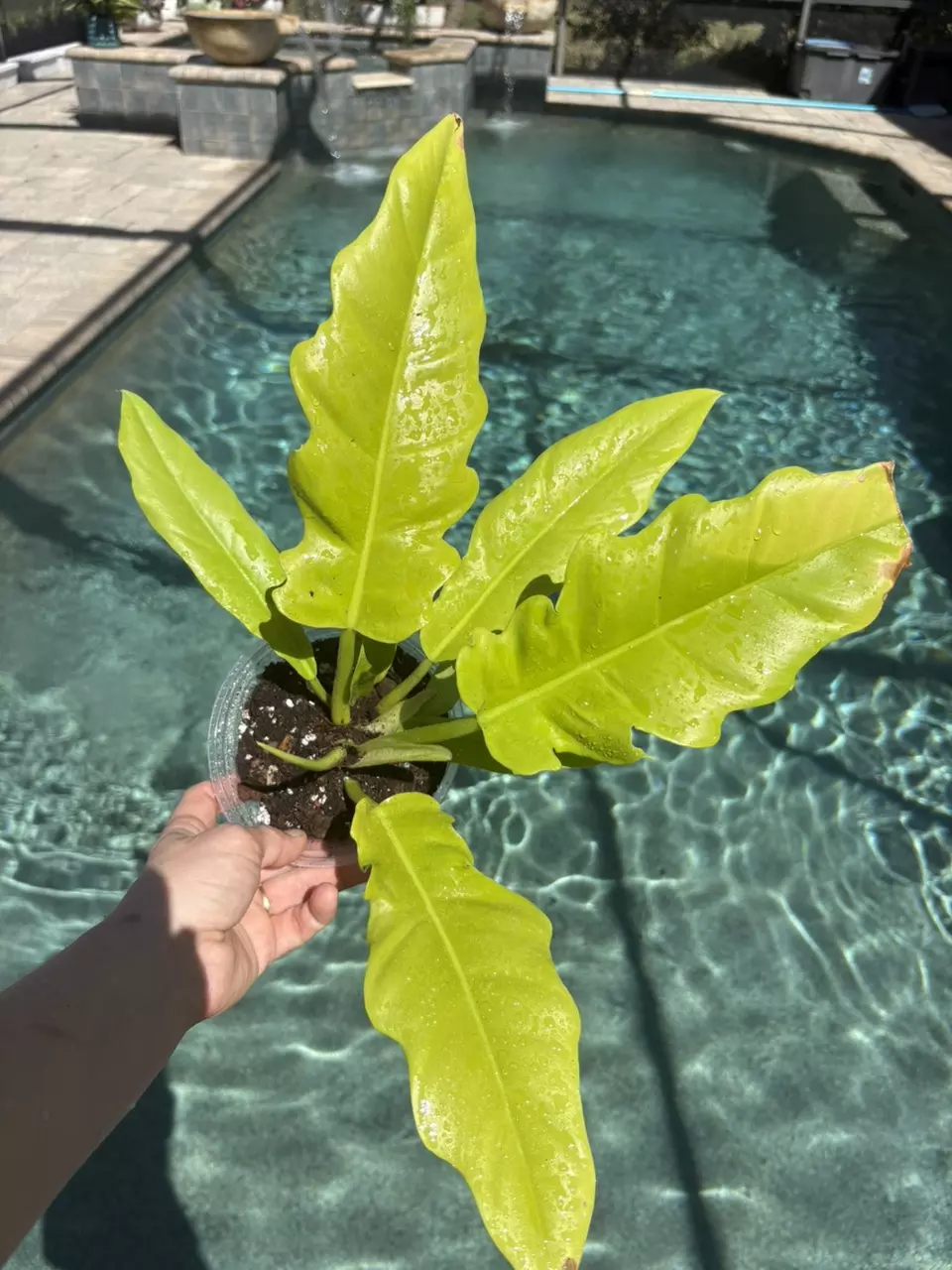 Golden Crocodile Philodendron 91 thumbnail