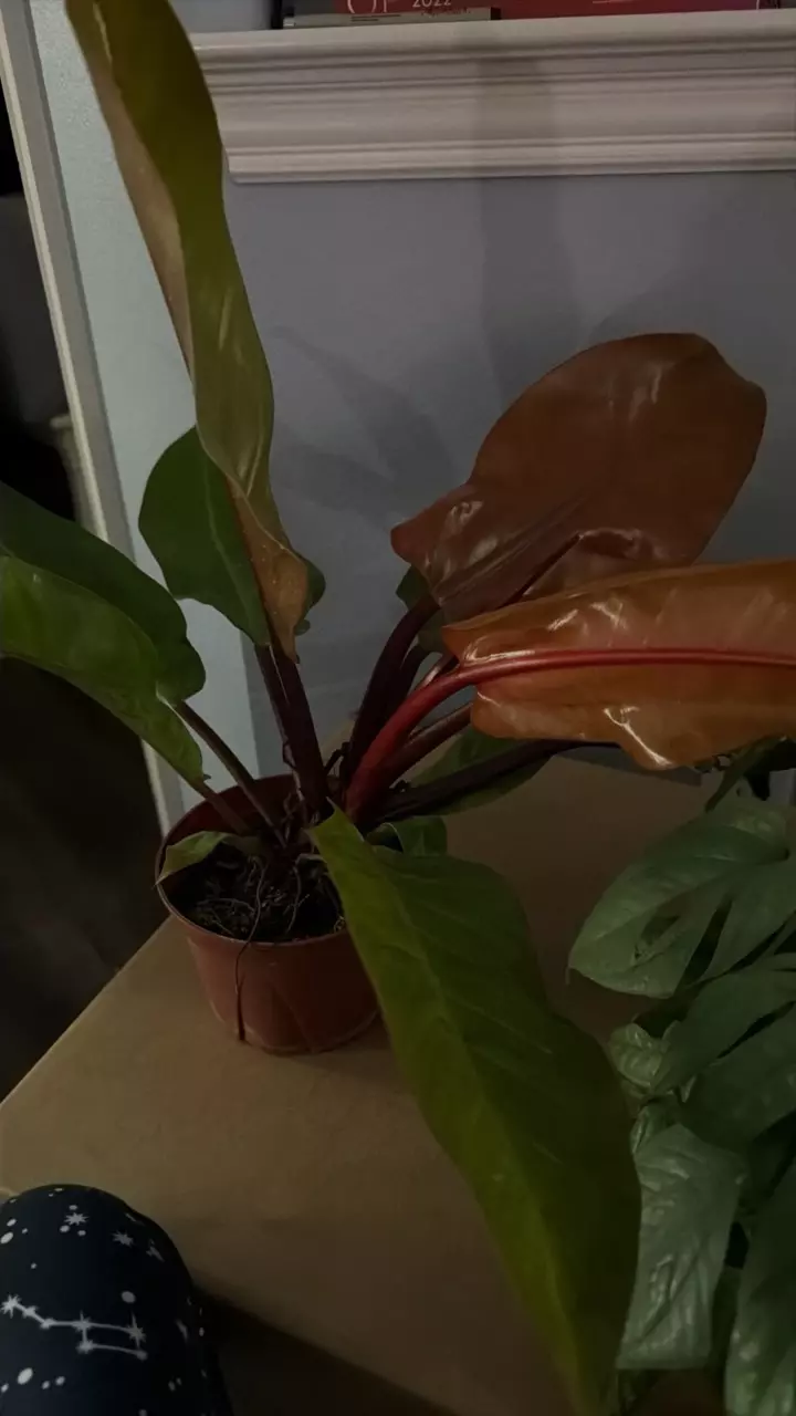 Prince of orange thumbnail