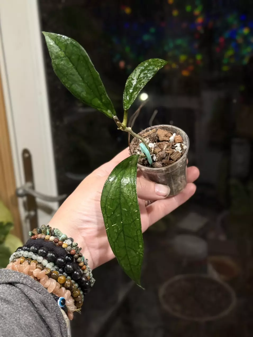 122 Hoya Jennifer rooted in chunky mix thumbnail