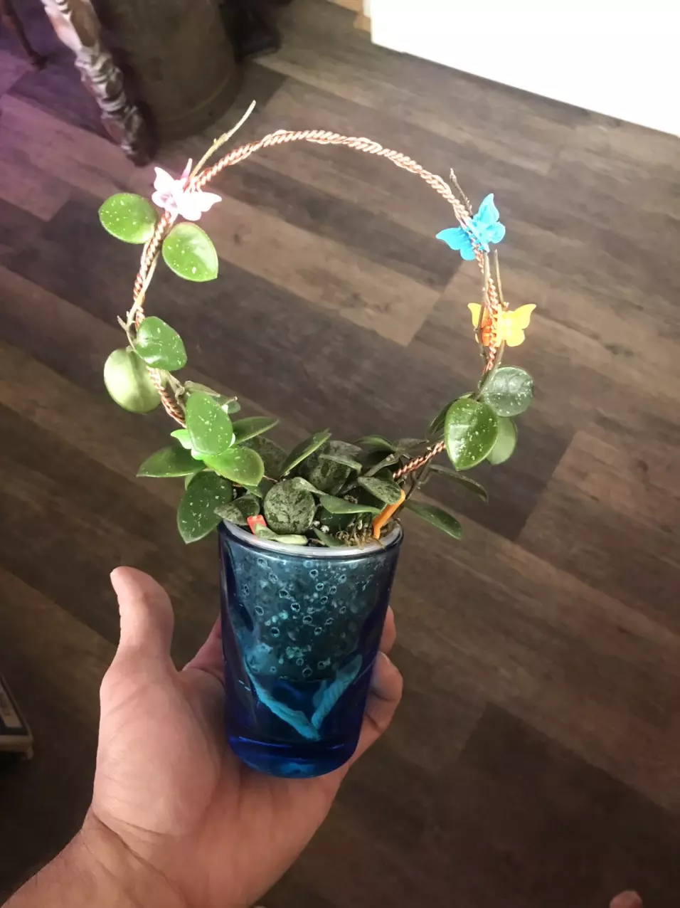 Hoya Mathilde Splash w/ copper wire hoop trellis and vintage glass cup thumbnail